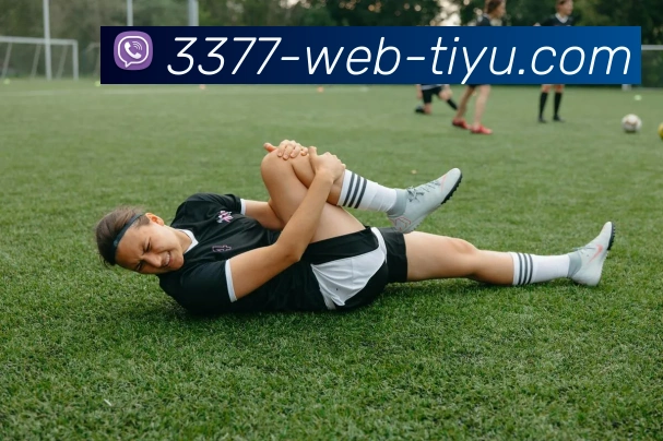 3377体育平台生态图